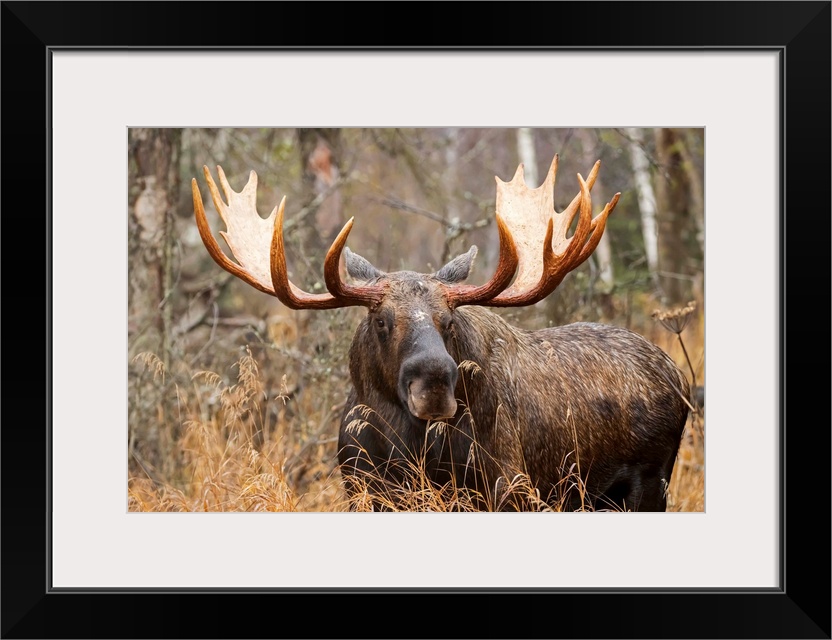 Bull moose (alces alces) in rutting season; Anchorage, Alaska, United States of America