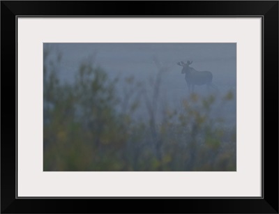 Bull Moose In The Mist, Yukon, Canada