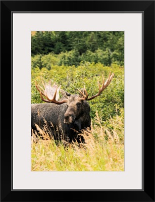 Bull moose in the rutting period, Powerline Pass, South-central Alaska, Anchorage