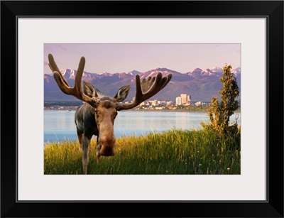 Bull Moose Standing In Front Of View Of Anchorage Skyline, Alaska