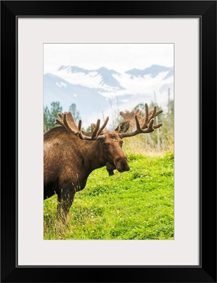 Bull moose with antlers in velvet, South-central Alaska, Portage, Alaska
