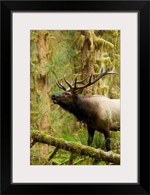 Bull Roosevelt elk bugling in the Hoh rainforest, Olympic Peninsula, Washington