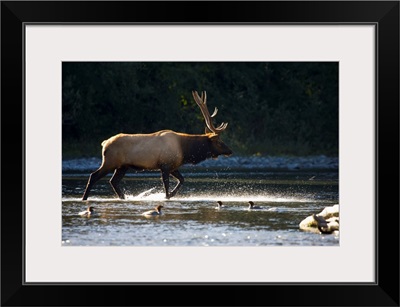 Bull Roosevelt elk crossing river with mergansers in the foreground, Washington