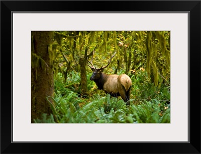 Bull Roosevelt elk framed by rainforest foliage, Washington