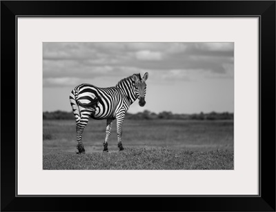 Burchell's Zebra Standing On The Savanna, The Grumeti Serengeti Tented Camp, Tanzania