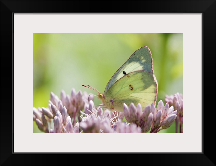 A female clouded or common sulfur butterfly, Colias philodice, pollinating Joe pye weed flowers, Eupatorium species. McCle...