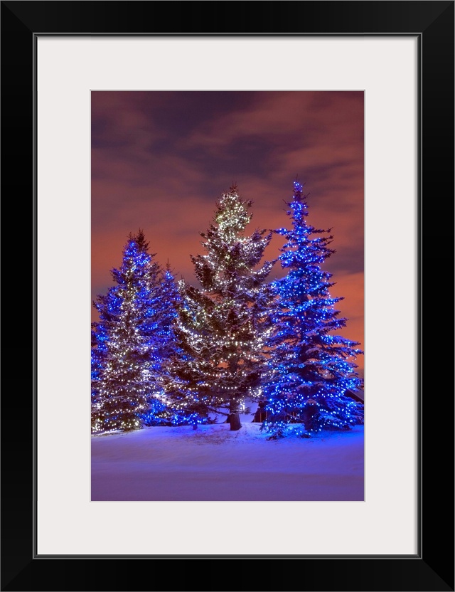 Calgary, Alberta, Canada, Christmas Lights On Evergreen Trees At Sunset