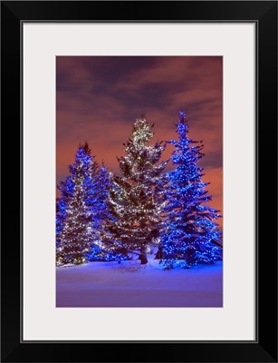 Calgary, Alberta, Canada, Christmas Lights On Evergreen Trees At Sunset