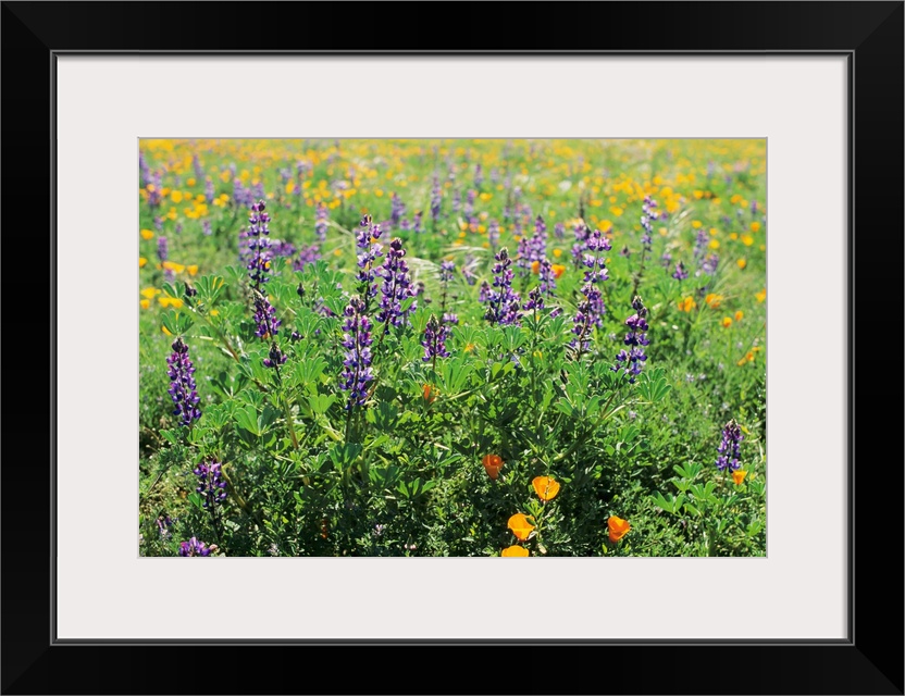 California, Beautiful Meadow Of Lupine And California Poppies