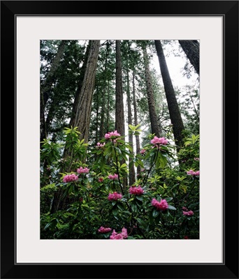 California, Rhododendrons And Coast Redwoods In Fog