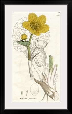 Caltha Palustris-Marsh Marigold, 1798