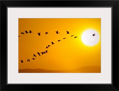 Canada geese migration in sunset Composite