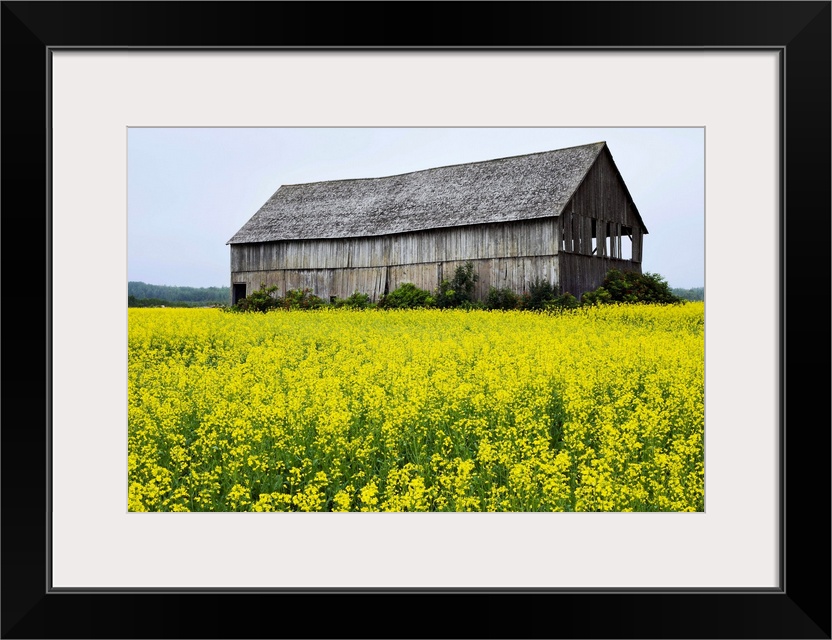 Canola Field And Old Barn, Bas-Saint-Laurent Region, Sainte-Helene, Quebec