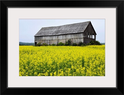 Canola Field And Old Barn, Bas-Saint-Laurent Region, Sainte-Helene, Quebec