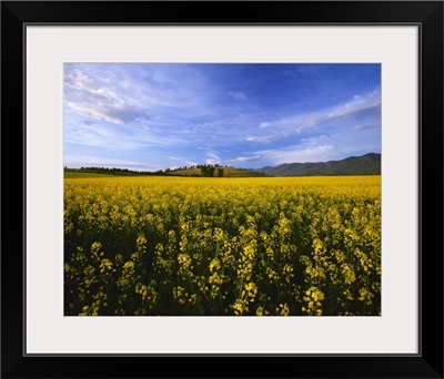 Canola field in bloom in the morning light of Montana's Mission Valley, Polson, Montana