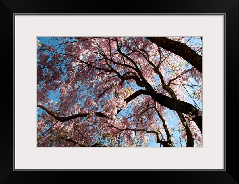 Canopy of weeping Higan cherry trees, Prunus subhirtella var. pendula.