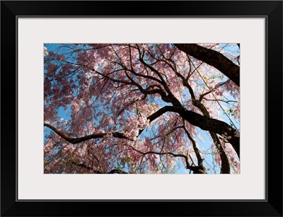 Canopy of weeping Higan cherry trees, Prunus subhirtella var. pendula.; Cambridge, Massachusetts.