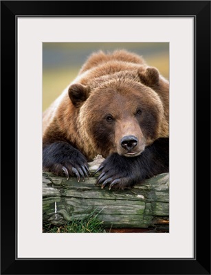 Captive Brown Bear, Alaska Wildlife Conservation Center, Alaska