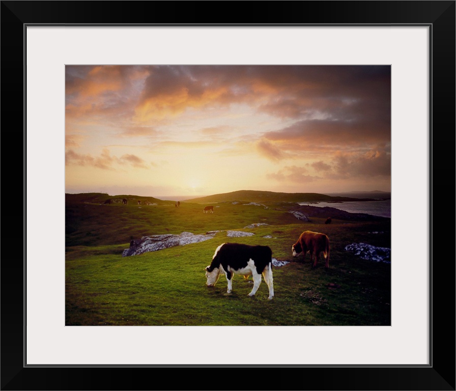 Cattle, Mannin Bay, County Galway, Ireland