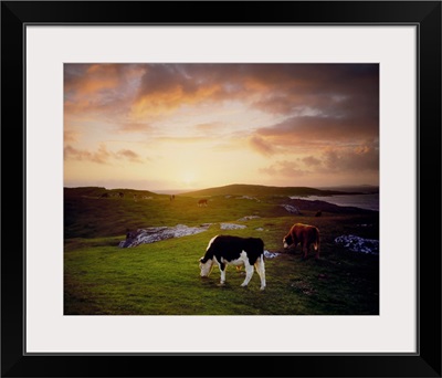 Cattle, Mannin Bay, County Galway, Ireland