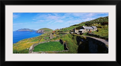 Cattle On The Road, Slea Head, Dingle Peninsula, Republic Of Ireland