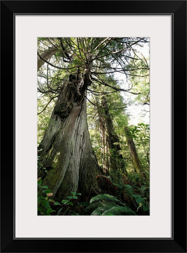 Cedar And Fir Trees, Meares Island, British Columbia, Canada