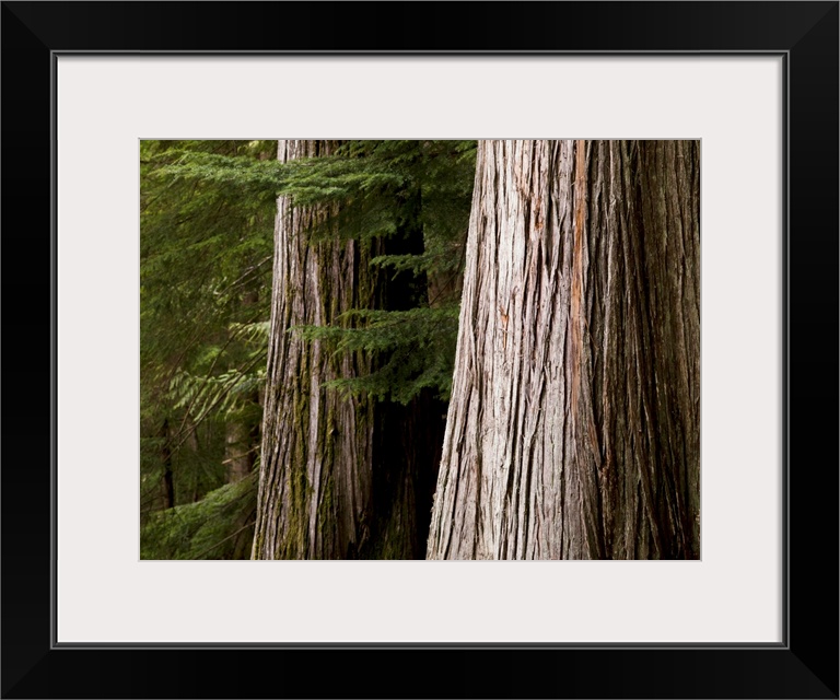 Cedar Trees, Whistler, British Columbia