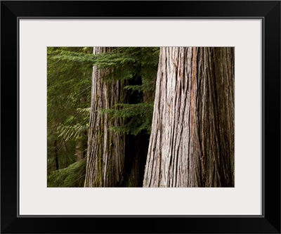 Cedar Trees, Whistler, British Columbia