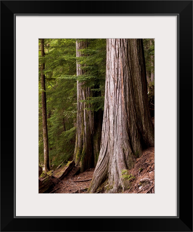 Cedar Trees, Whistler, British Columbia