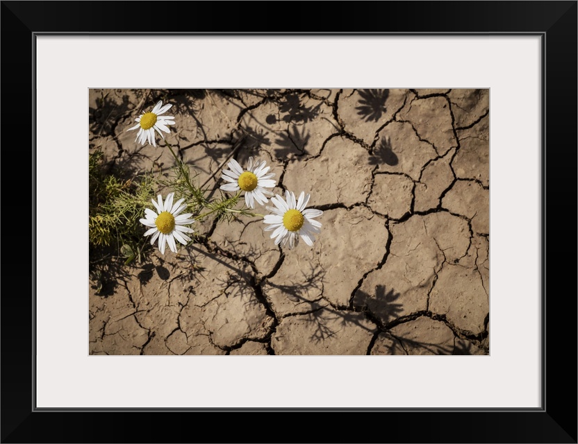 Scentless Chamomile (Anthemis arvensis) growing through cracks in the dry earth; Stony Plain, Alberta, Canada