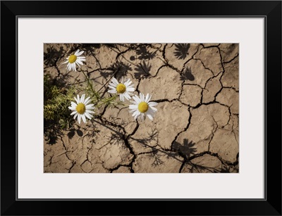 Chamomile Growing Through Cracks In The Earth, Stony Plain, Alberta, Canada