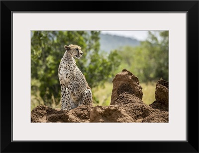 Cheetah (Acinonyx Jubatu) Sitting On Termite Mound Turning Head, Serengeti, Tanzania