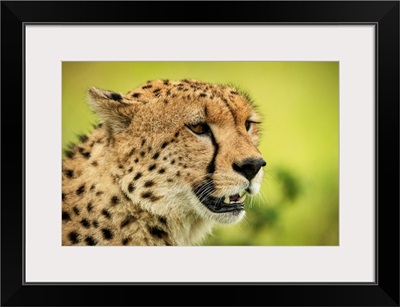 Cheetah Face Against Blurred Background, Klein's Camp, Serengeti National Park, Tanzania