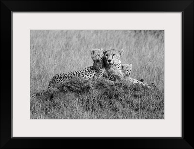Cheetahs, Mother With Young Cubs Resting, Grassy Savanna, Grumeti Game Reserve, Tanzania