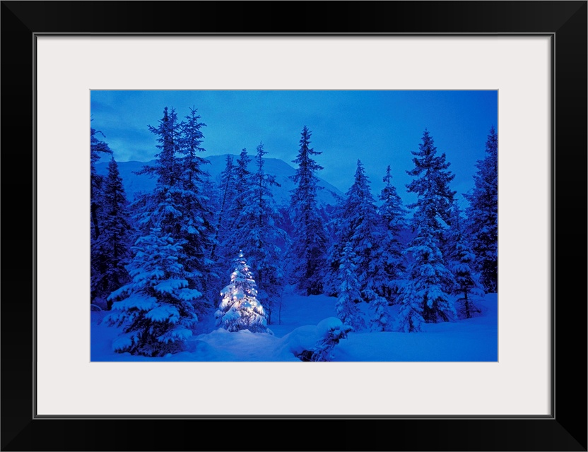 Huge photograph emphasizes a small spruce tree decorated with seasonal lights as it sits amongst a woodland thick with tre...