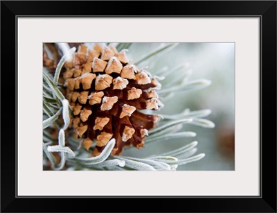 Close-Up image of frost-covered pine cone on branch in winter