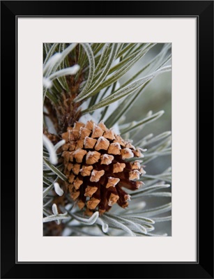 Close-Up Image Of Frost-Covered Pine Cone On Branch In Winter