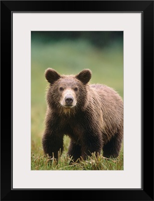 Close up of a Brown bear standing in a grassy field, Katmai National Park