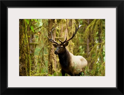 Close up of a bull Roosevelt elk in the Hoh rainforest, Olympic Peninsula, Washington