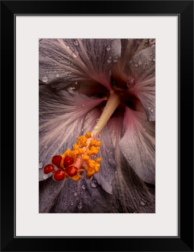 Close up of a Hibiscus flower with water droplets; Hawaii, United States of America