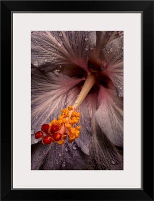 Close up of a Hibiscus flower with water droplets; Hawaii