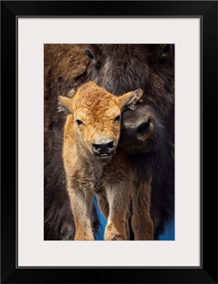 Close up of a newborn Wood Bison calf and mother, Alaska Wildlife Conservatiion Center