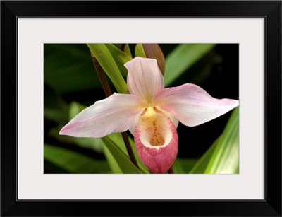 Close up of a pink lady's slipper orchid flower, Cypripedium species.; Atlanta Botanical Garden, Atlanta, Georgia.