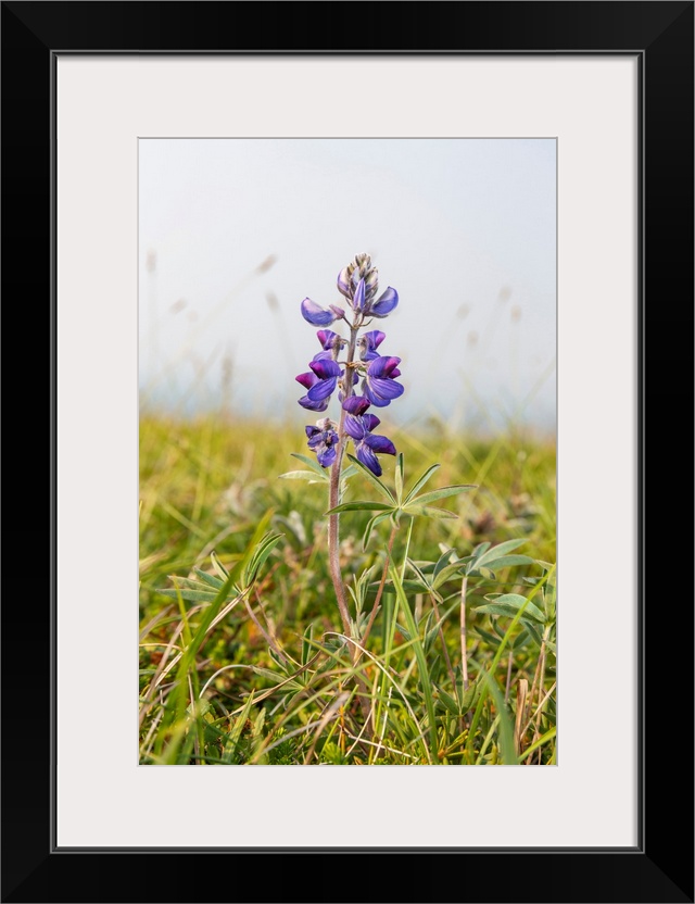 Close-up of a wild lupine (Nootka lupine) flower in Summer, Azachorok Mountain, Lower Yukon River, Mountain Village, Weste...