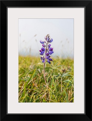 Close-Up Of A Wild Lupine Flower In Summer, Azachorok Mountain, Western Alaska