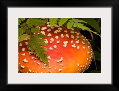 Close Up Of An Amanita Muscaria Mushroom