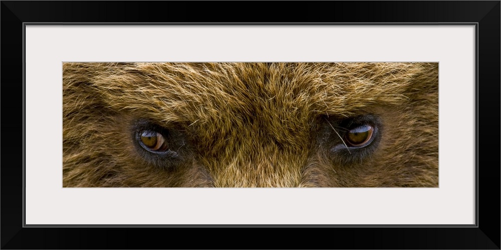 A panoramic photograph taken very closely of just a brown bears eyes.