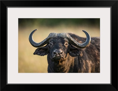 Close-Up Of Cape Buffalo Staring At Camera, Serengeti National Park, Tanzania