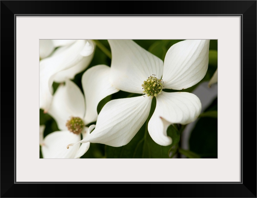 Close up of dogwood flowers, Cornus florida, in late spring.