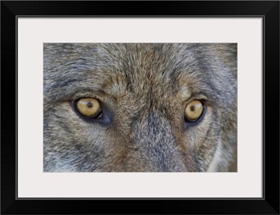 Close Up Of Face And Eyes Of A Gray Wolf, Denal National Park, Interior Alaska